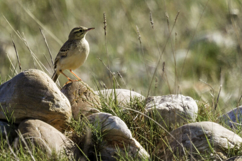 Pipit rousseline